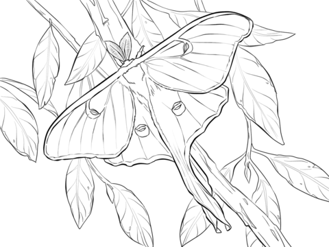 Realistic Luna Moth Coloring Page